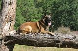 MALINOIS 073